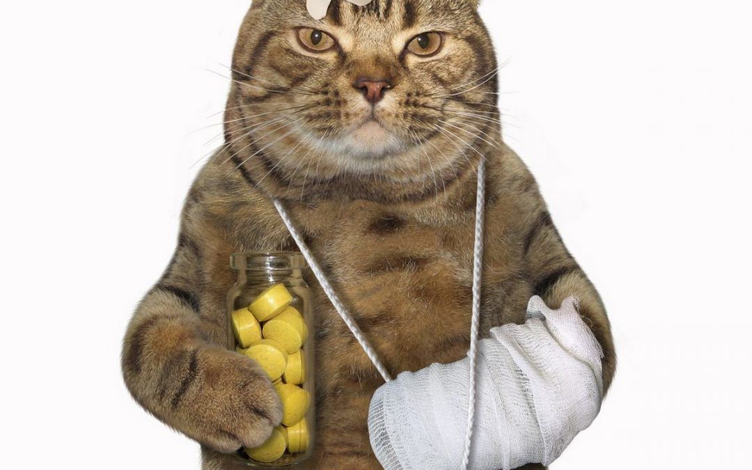 Hogyan adjuk be a tablettát a cicának?