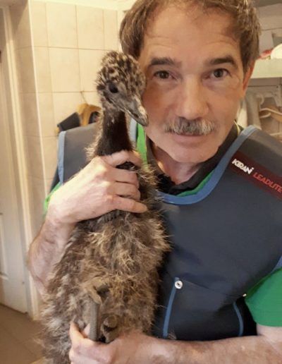 Emu röntgen előkészítés - Pilisvörösvár Ligeti Állatorvosi Rendelő