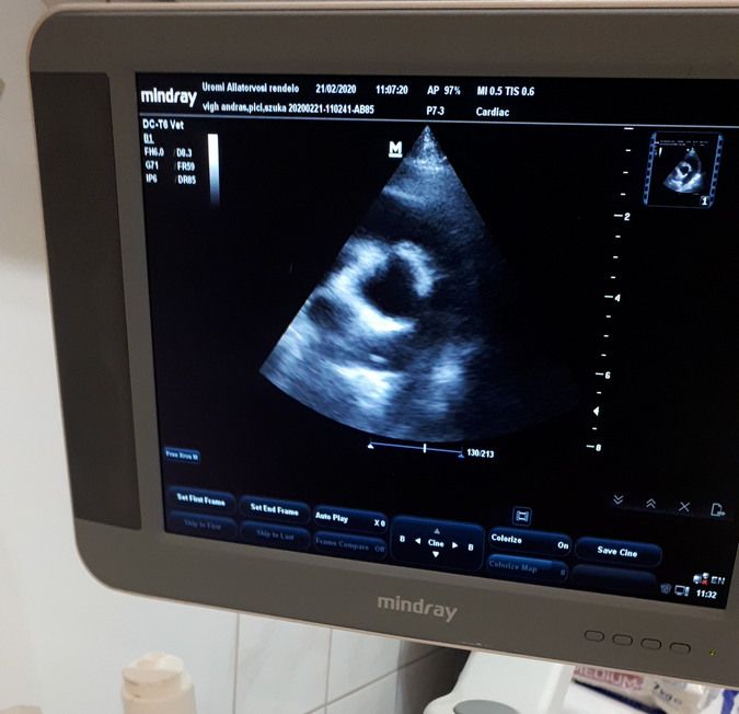 Szívféreg UH vizsgálaton - Állatorvosi ultrahang az Ürömi Állatorvosi Rendelőben