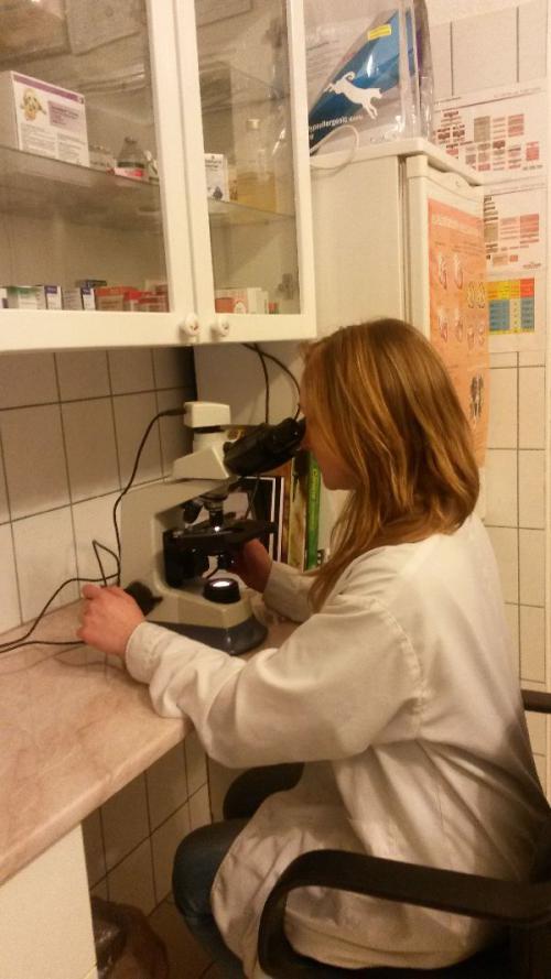 Vérkenet vizsgálat, babesia kimutatás Pilisvörösváron Vérkenet vizsgálat, babesia kimutatás Pilisvörösváron