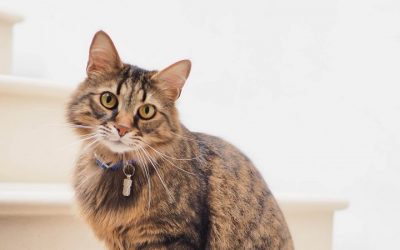 Macskák leukózis fertőzöttsége – Macskaleukémia