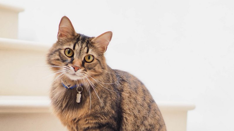 Macskák leukózis fertőzöttsége – Macskaleukémia