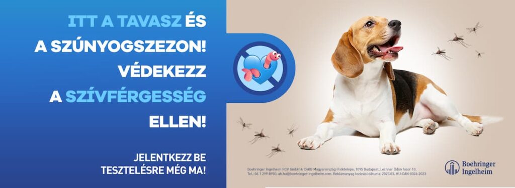 Szívféreg szűrés akció 2026